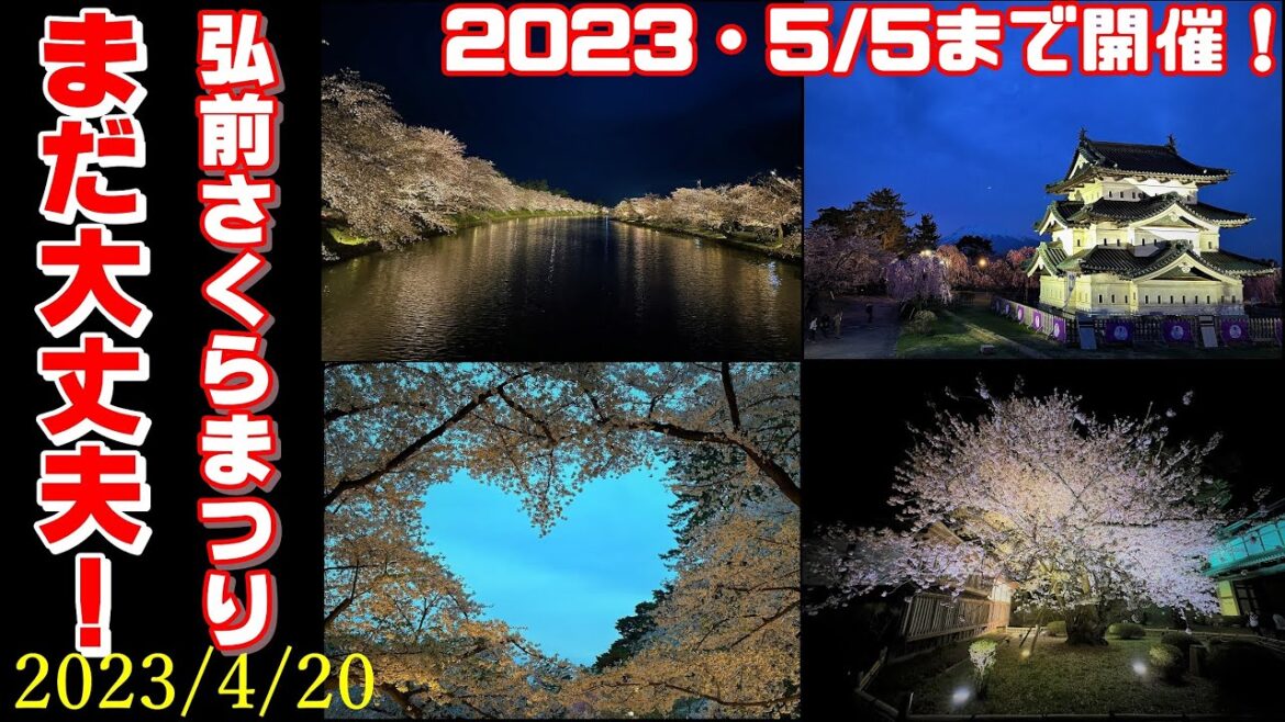 【奇跡の桜舞う 幻想的な夜】2023年弘前さくらまつり(弘前樱花节)ライトアップで彩られた桜の世界へ今すぐ出かけよう！4/20撮影　5/5まで開催！