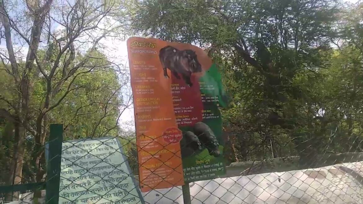 Hippotomas amphibian | कानपुर चिड़ियाघर | Kanpur Zoological Park | Kanpur Utter Pradesh #Hippo #up Hippotomas amphibian | कानपुर चिड़ियाघर | Kanpur Zoological Park | Kanpur Utter Pradesh #Hippo #up