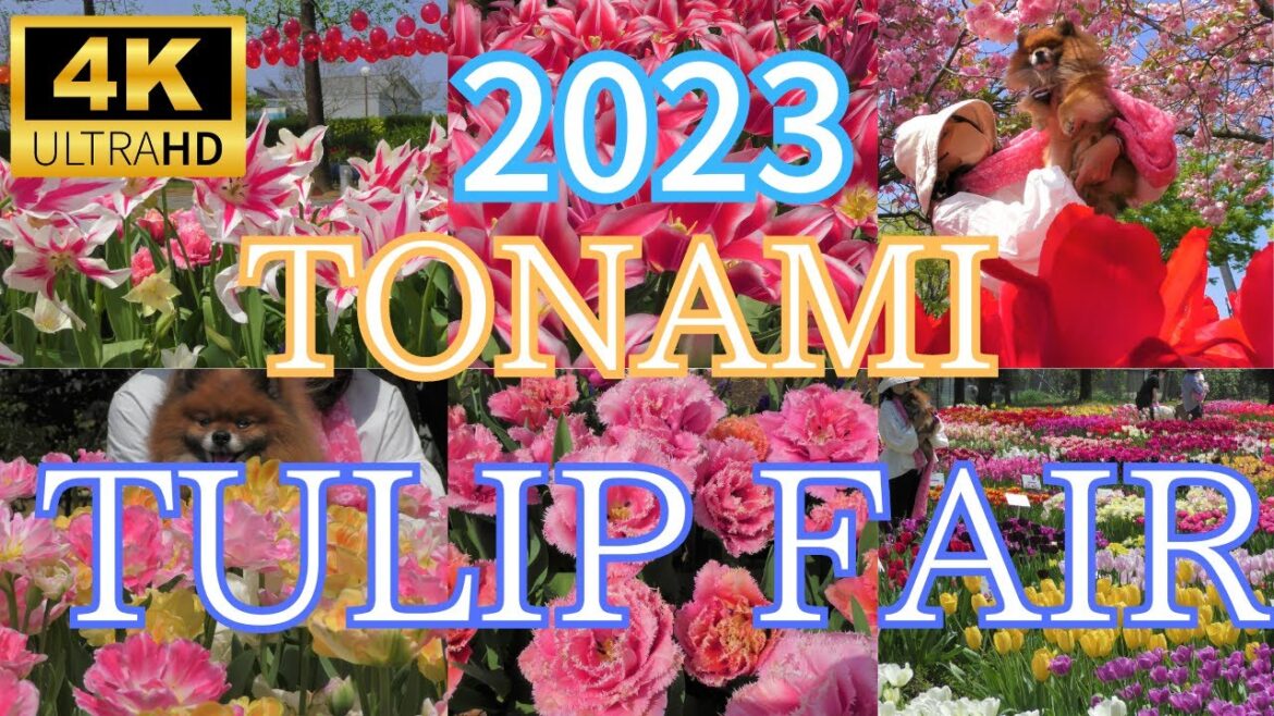 【となみチューリップフェア2023】東京から新幹線で日帰りOK🌷[Tonami Tulip Fair ] Day trip from Tokyo by bullet train is OK🌷