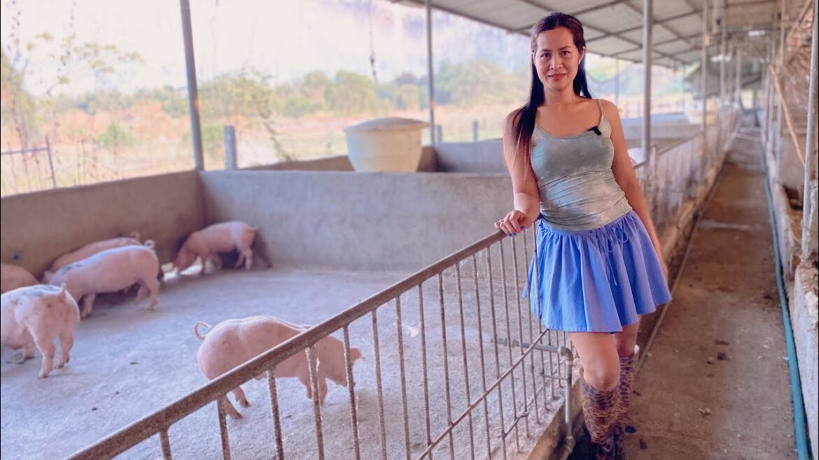 80 fatteners ang Nailipat sa fattening area, Ang laking pera nito.. Sana tuloy-tuloy na ang income🙏 80 fatteners ang Nailipat sa fattening area, Ang laking pera nito.. Sana tuloy-tuloy na ang income🙏