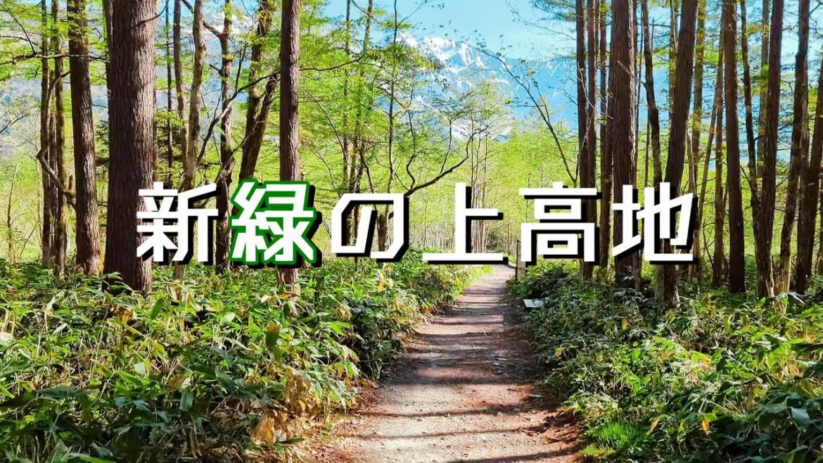 【上高地】緑の中を歩いて河童橋に向かいます・・【のんびり・森林浴・癒し】#北アルプス