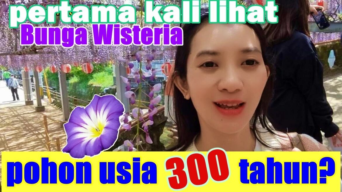 🇯🇵 Perjuangan Banget Untuk Lihat Pohon Bunga Wisteria 300 Thn (Festival Bunga Wisteria) - Ep.04