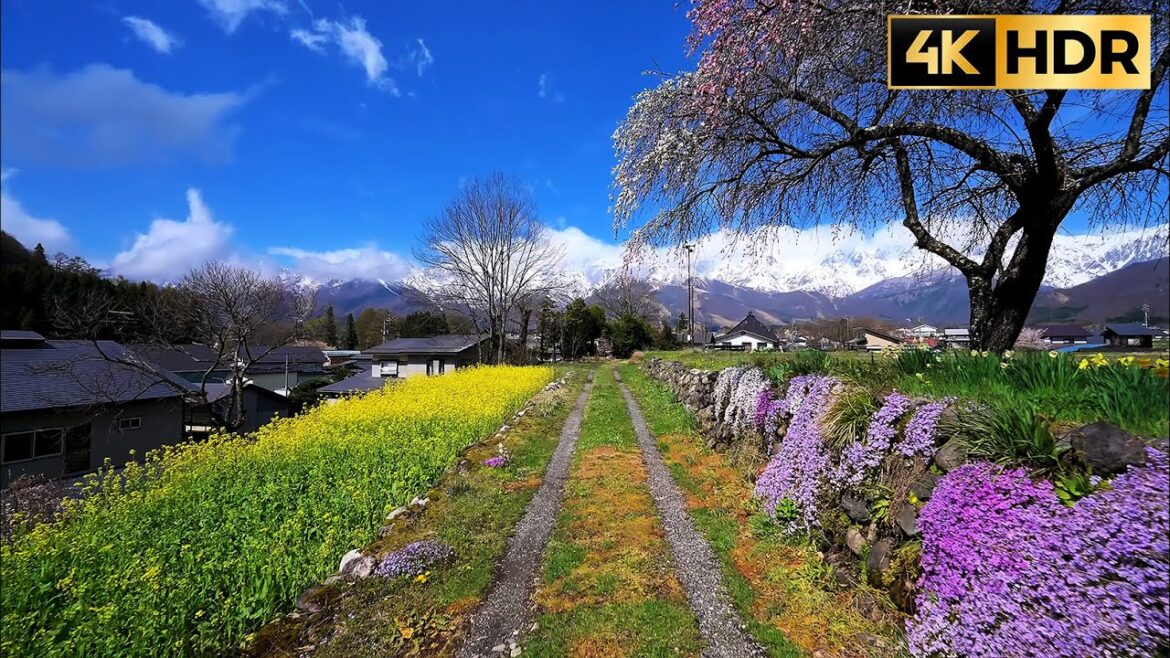 Beautiful Village in Japan 🏔 walking tour in Hakuba (River Sounds) 白馬村 //4K HDR Beautiful Village in Japan 🏔 walking tour in Hakuba (River Sounds) 白馬村 //4K HDR
