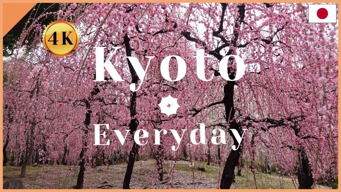 2/26/2021Full bloom! Weeping Plum blossom at Jonangu Shrine's garden