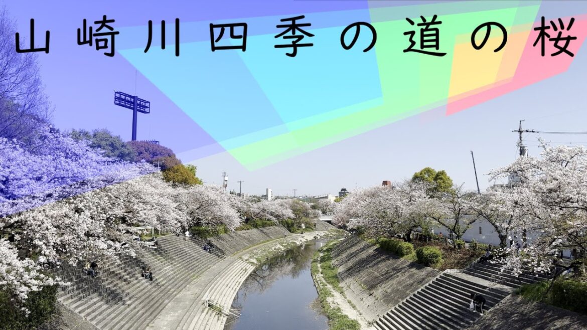 山崎川四季の道の桜。桜山～檀渓橋～新瑞橋駅(Cherry blossoms blooming on the Yamazaki River Shiki no Michi)｜名古屋市｜街歩き