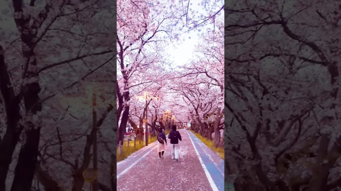 Beautiful spring sakura cherryblossoms#shortfeed #shorts #nagoya #naure #flowers #flower #traveling