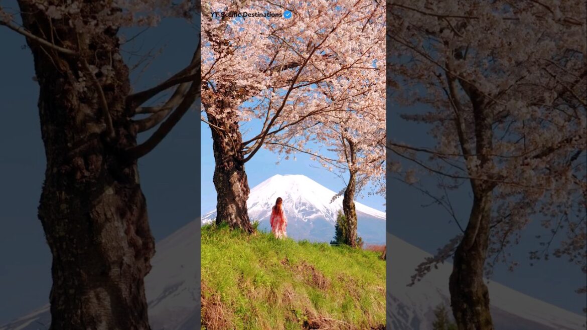Top 3 cherry blossom spots in Japan 🍒🇯🇵😱😍 #shorts #short #cherryblossom #japantravel #travel #fyp