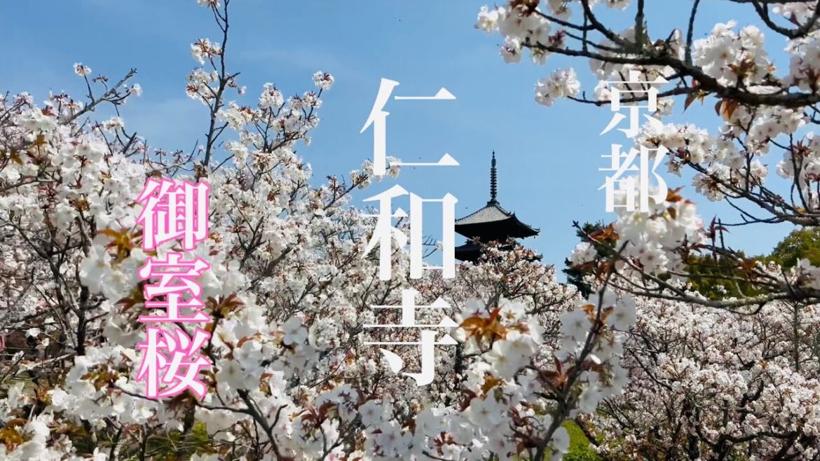 4K 2023/04/04【京都名所の桜🌸】御室桜🌸満開の仁和寺を散策 Kyoto Ninnaji Temple 【世界遺産】