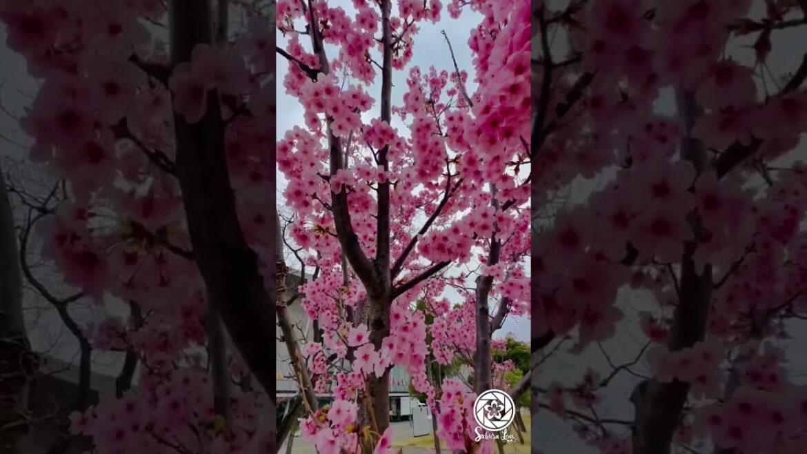 Cherry Blossom 🌸🌸Blooming in Japan Summer | Sakura Blooming 2023 Cinematic View