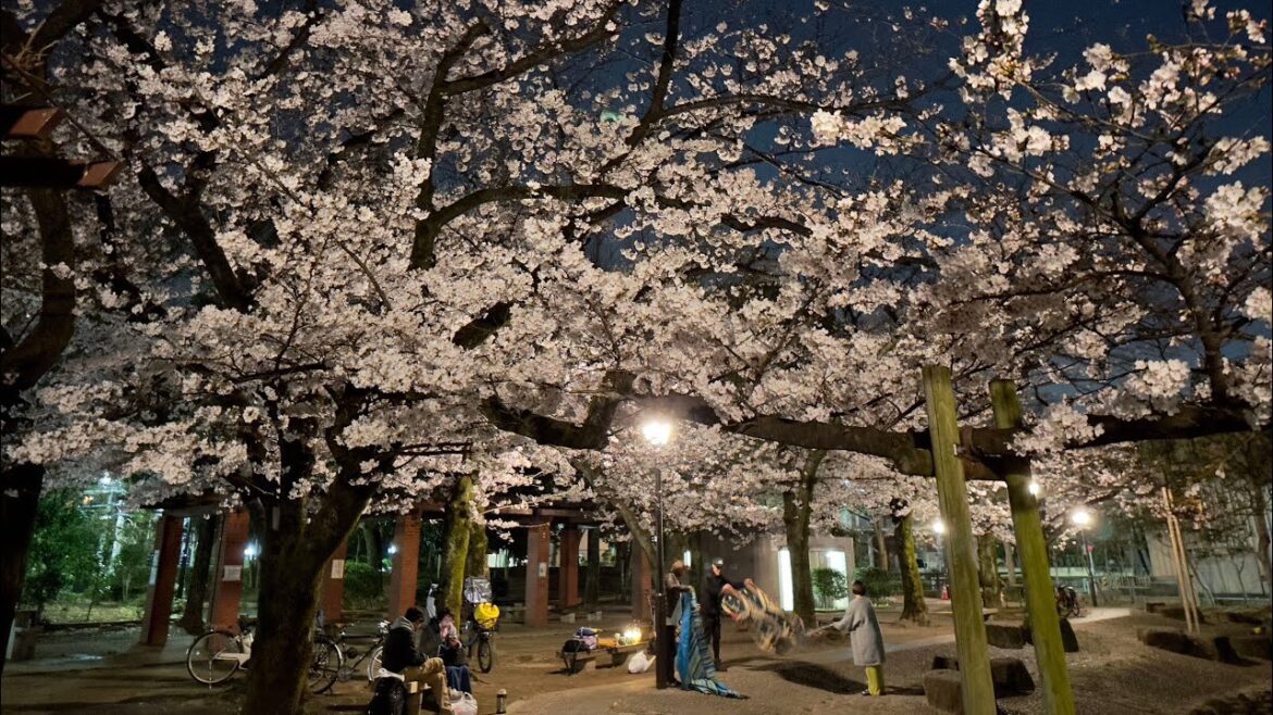Cherry Blossom Tokyo Night Live 🗾 Cherry Blossom Tokyo Night Live 🗾