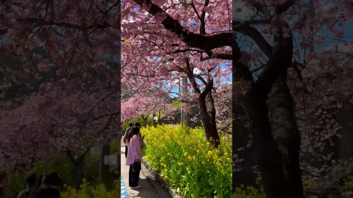 Cherry Blossoms Japan 2023