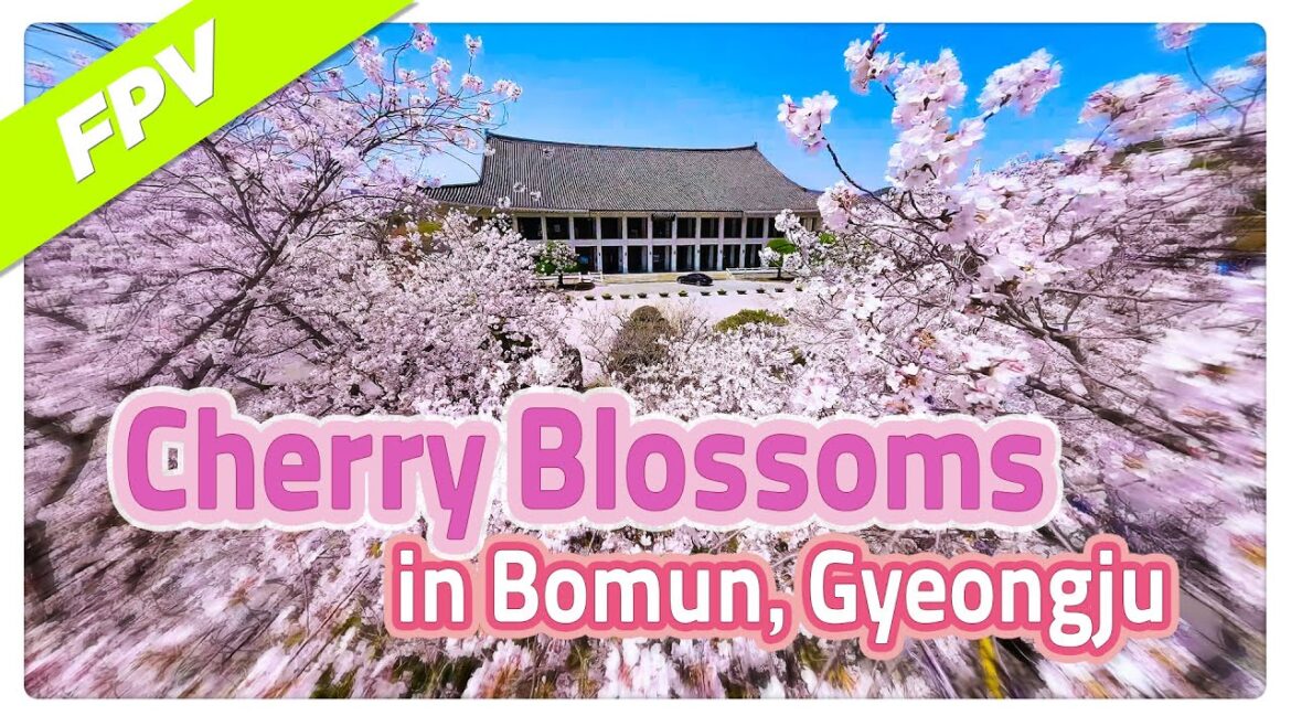 Cherry blossoms in Bomun, Gyeongju [Gyeongbuk Korea]