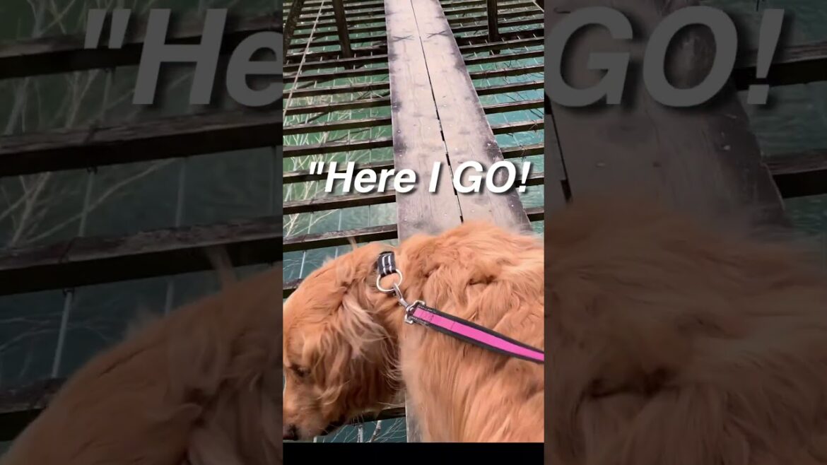 Dog CONFIDENCE! #dogs #dogvanlife Dog CONFIDENCE! #dogs #dogvanlife