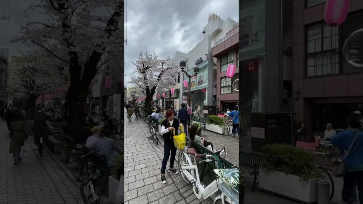 Japan Cherry Blossoms 2023 #sakura #tokyo #jiyugaoka #shorts