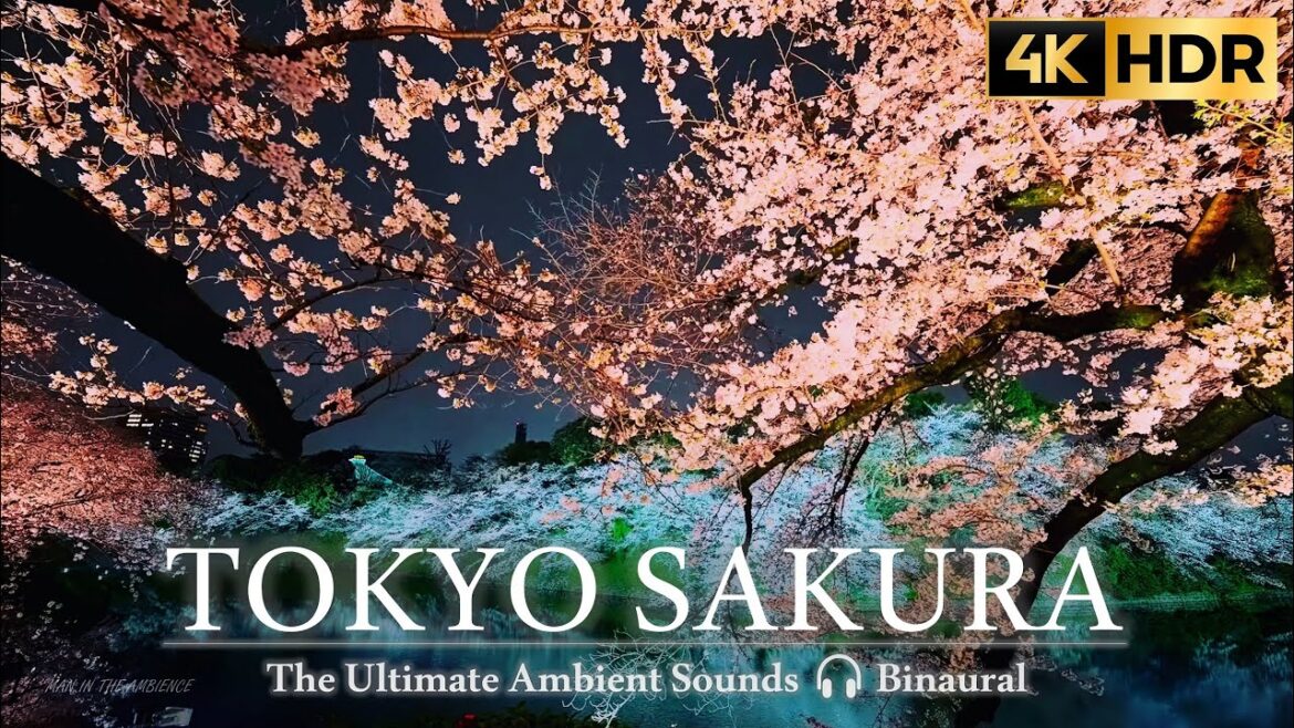 Japan Sakura 花見 千鳥ヶ淵桜 2023 🌸 walking tour Tokyo Cherry Blossoms //4K HDR