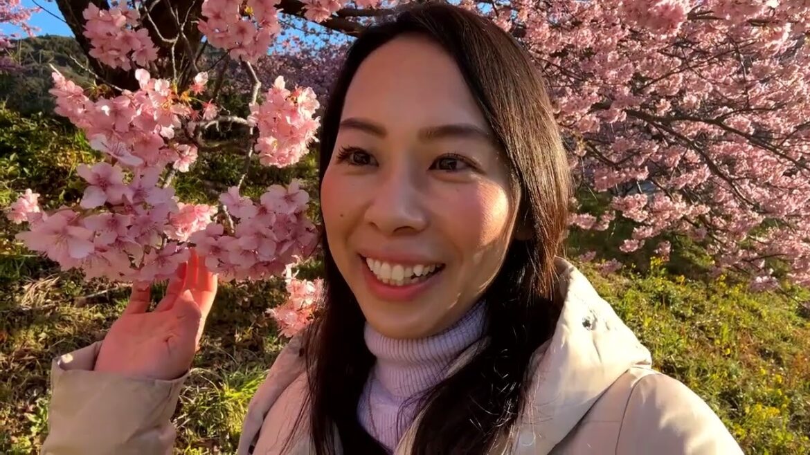 🔴 Live from Japan (Heygo recap) The Early Blooming Cherry Blossom – Kawazu-zakura 🔴 Live from Japan (Heygo recap) The Early Blooming Cherry Blossom - Kawazu-zakura