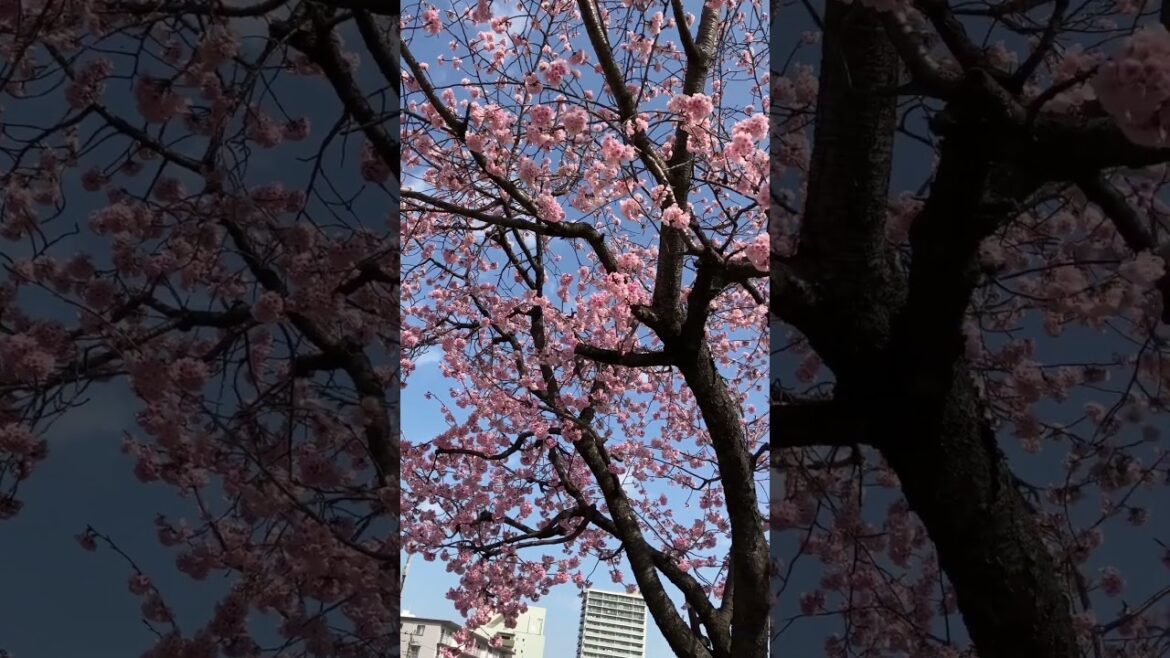 Sakura Bloom | #japan #sakura #cherryblossom #walk #viralshorts  #youtubeshorts #shorts
