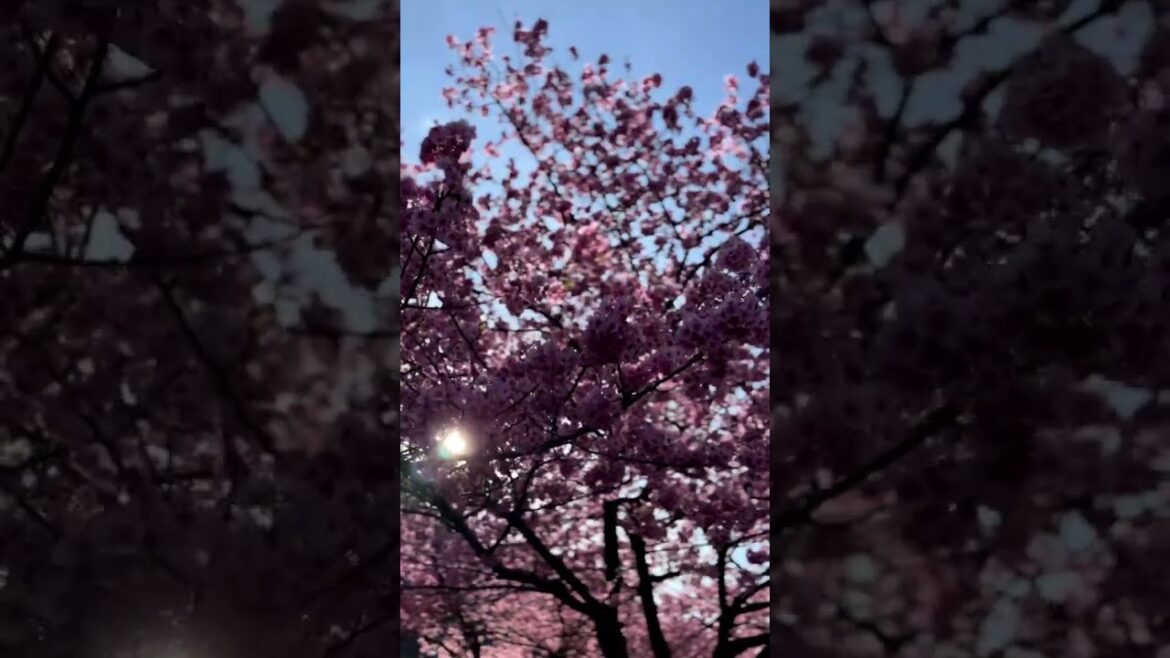 Sakura Season in Japan #shorts #2023 #travel