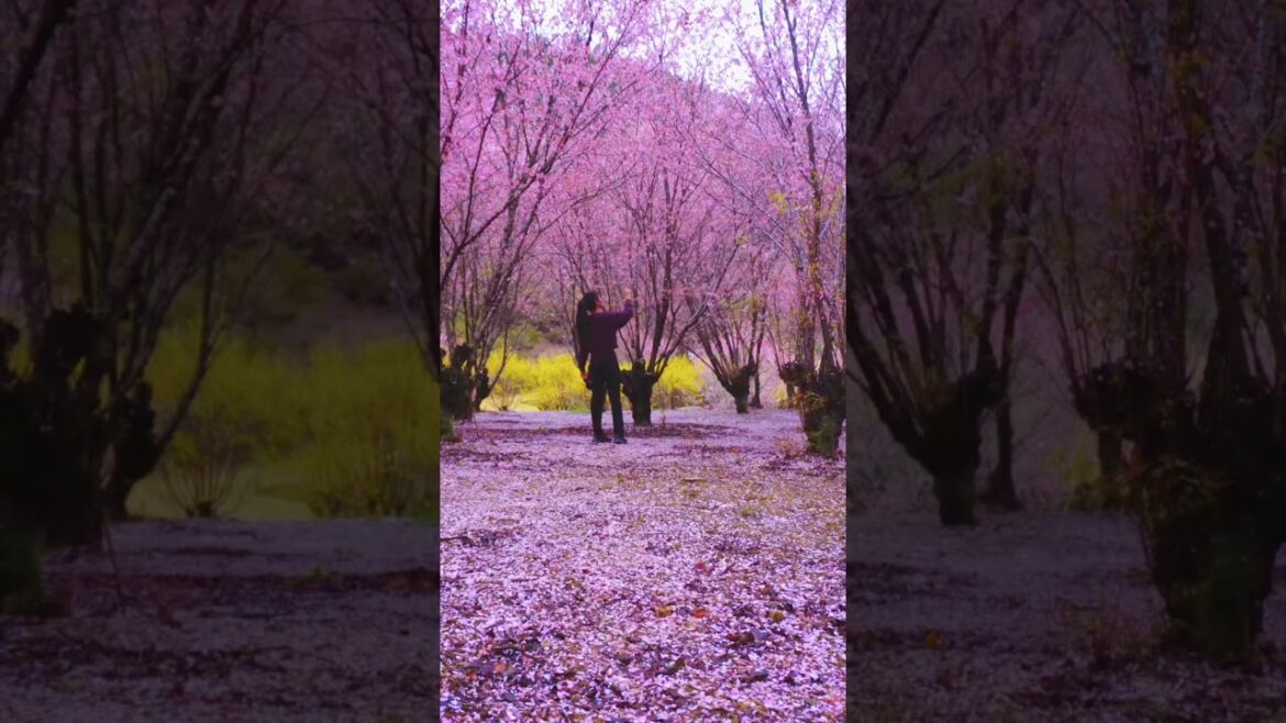 Secret Sakura Garden 🌸🌸🌸 #japan #hiddengems