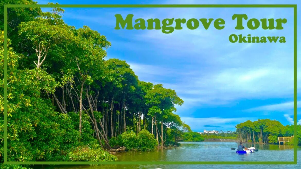 [Subtitles] [Mangrove Tour] Kayak adventure on a subtropical river!