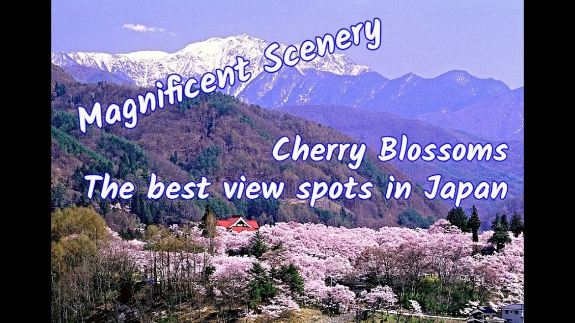 The Best Places to Watch Cherry Blossoms in Japan Travel 2022. The Best Places to Watch Cherry Blossoms in Japan Travel 2022.