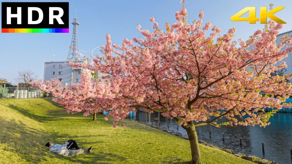 Tokyo Sakura 2023 - Relaxing Riverside Cherry Blossom Walk // 4K HDR ...