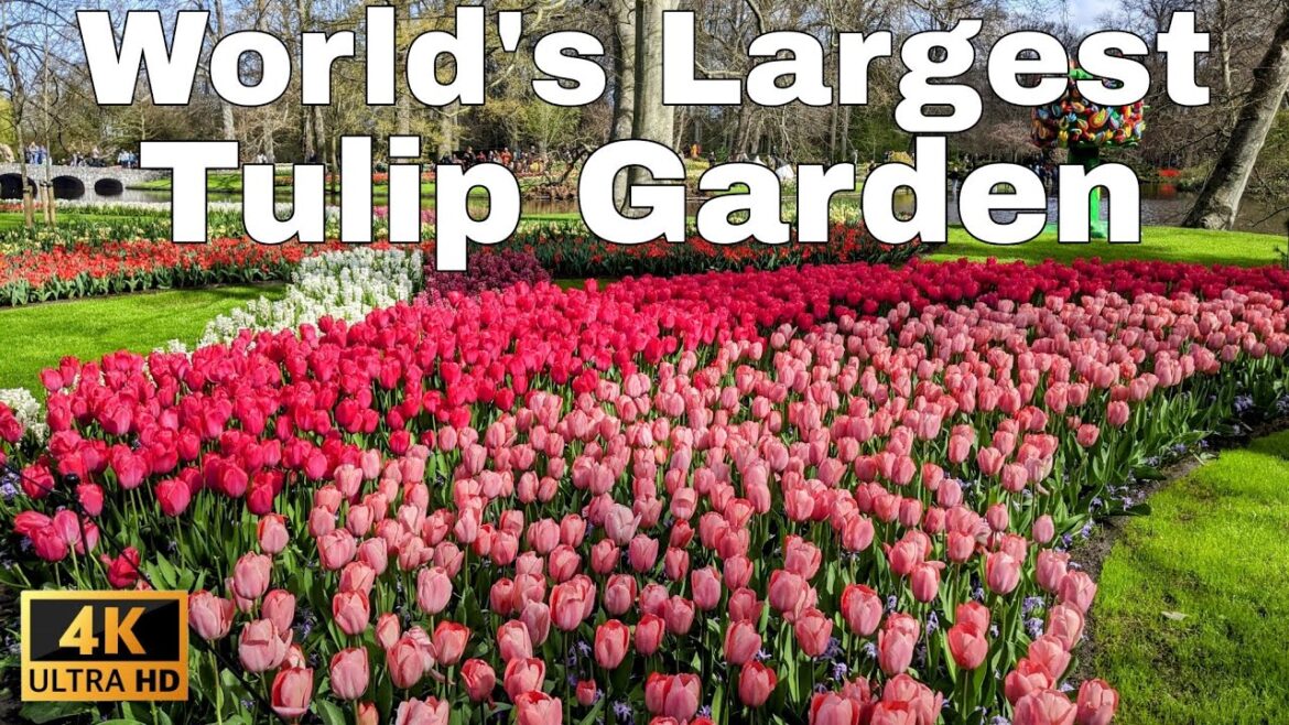 WORLD’s largest TULIP Garden, KEUKENHOF Gardens 4K Walking Tour – 4K ASMR 60FPS WORLD's largest TULIP Garden, KEUKENHOF Gardens 4K Walking Tour - 4K ASMR 60FPS