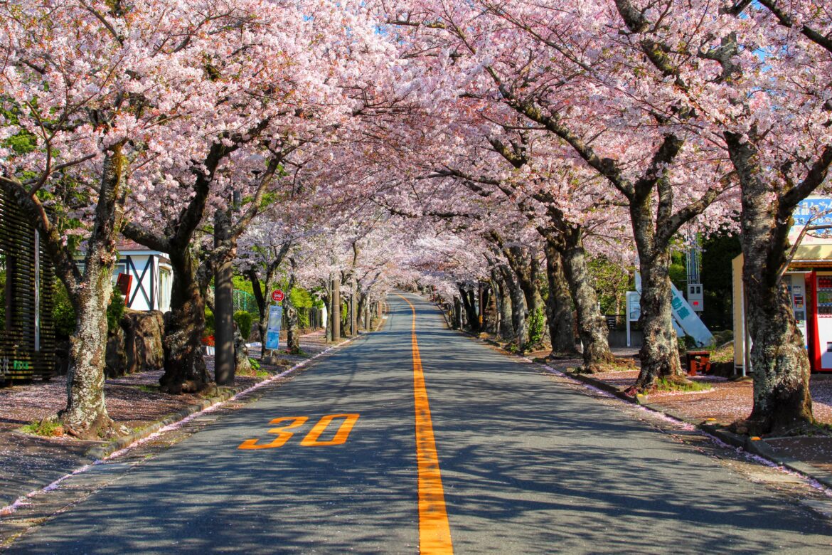 Cherry blossom road at Izu Kogen, three years ago today (Shizuoka-ken)