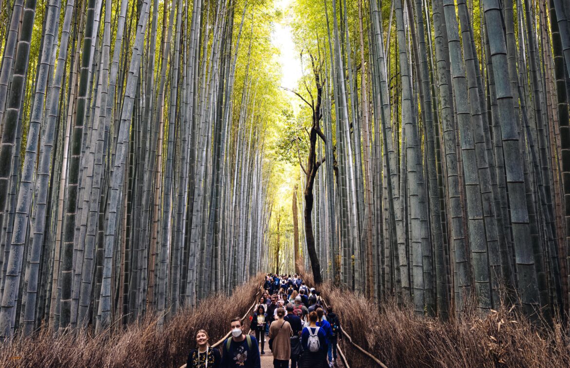 Arashiyama Bamboo Grove, Kyoto