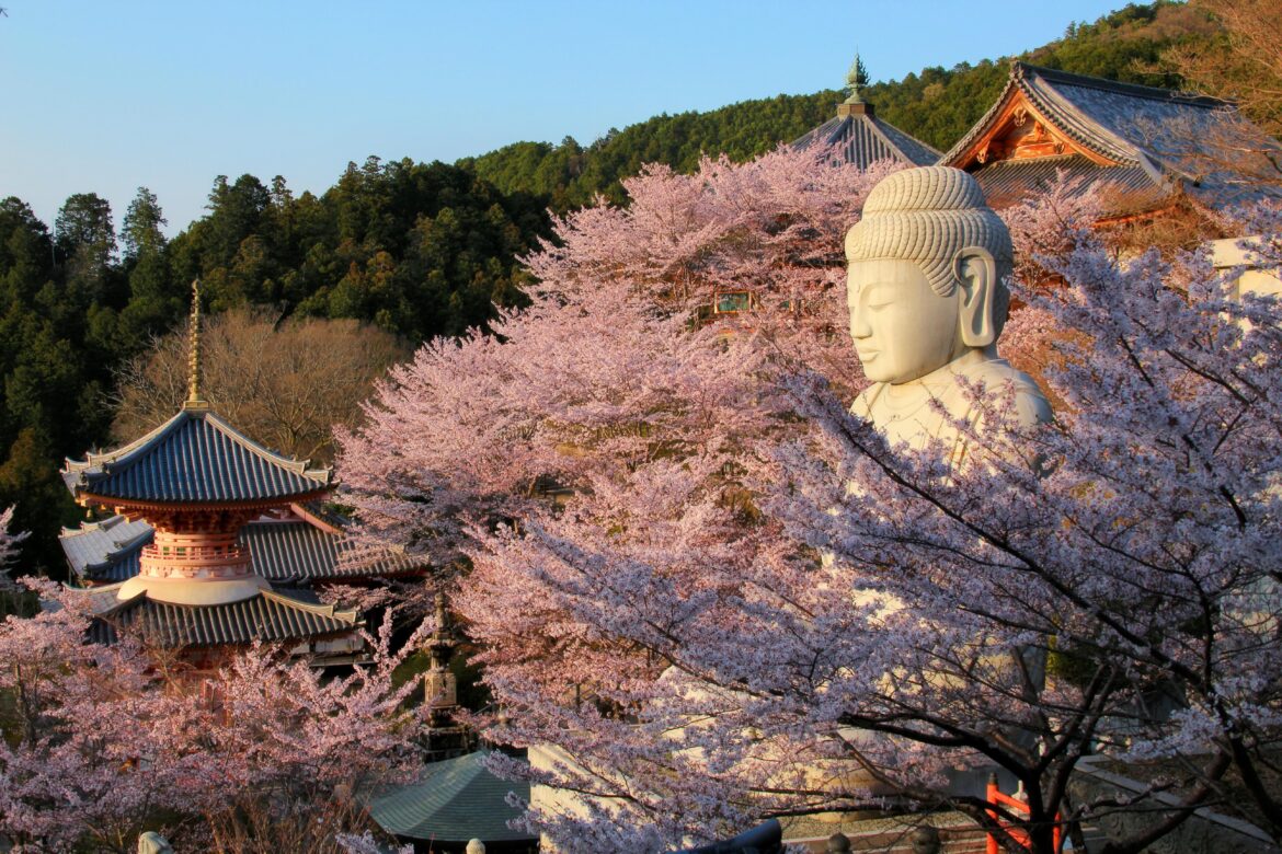 The sitting buddha surrounded by sakura at Hase-dera, one year ago today (Nara-ken)