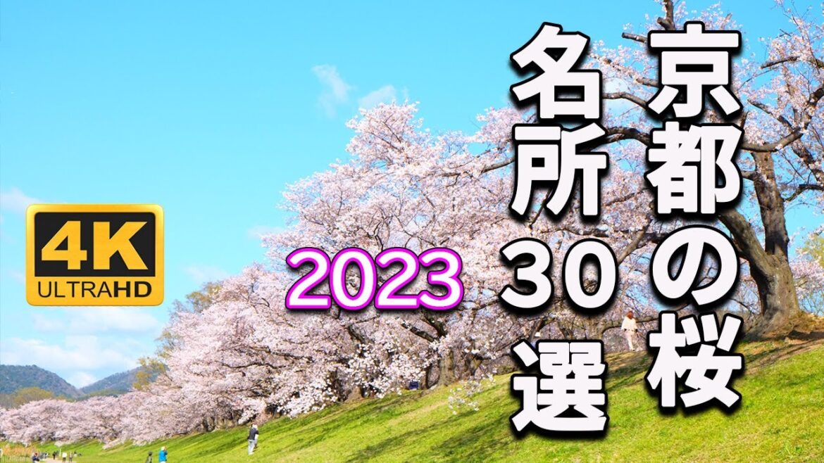 【4K 京都の桜🌸名所30選】絶景の名所2023 【4K 京都の桜🌸名所30選】絶景の名所2023