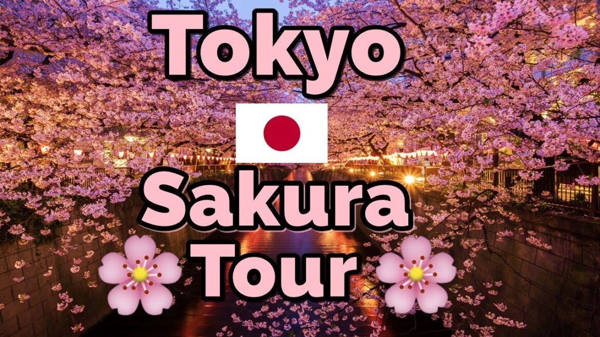 【4K】[ENG Sub] Full bloom 🌸 Sakura 🌸 tour in Tokyo 😱 !! [LiJ Vlogs - Day 12]