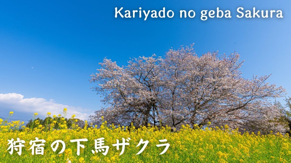 【4K】狩宿の下馬ザクラ - Kariyado no geba Sakura / Walking tour / Japan / DJI Pocket 2