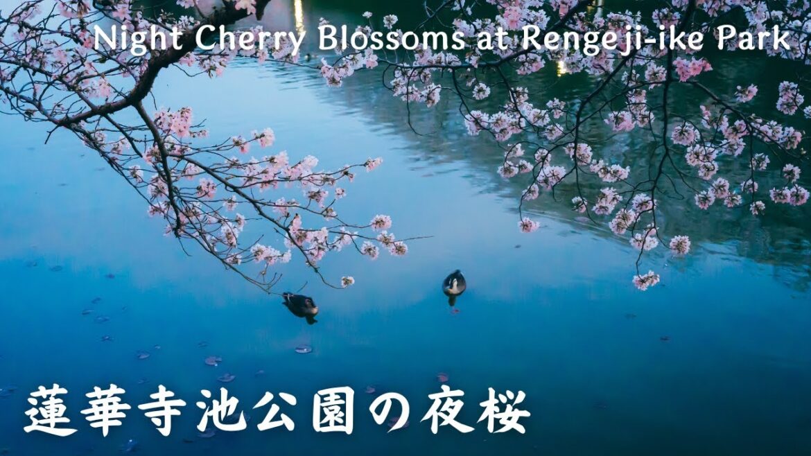 【4K】蓮華寺池公園の夜桜 – Night Cherry Blossoms at Rengeji-ike Park / Walking tour / Japan / DJI Pocket 2 【4K】蓮華寺池公園の夜桜 - Night Cherry Blossoms at Rengeji-ike Park / Walking tour / Japan / DJI Pocket 2