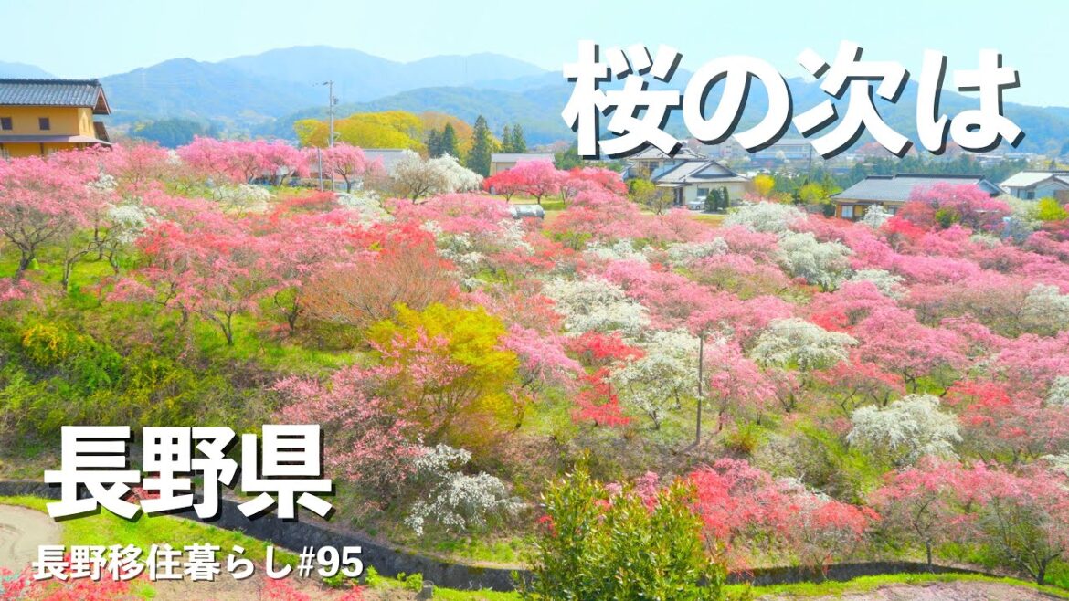 【長野移住】長野県の春は桜だけじゃなかった!!｜光前寺｜田切花桃の里｜ドライブ｜田舎暮らし｜長野県｜4K