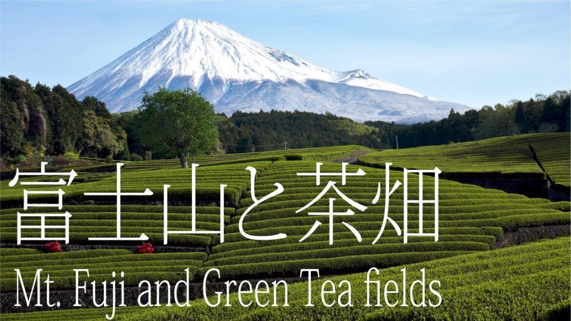 富士山と茶畑（大淵笹場） Mt. Fuji and Green Tea fields SHIZUOKA【4K】