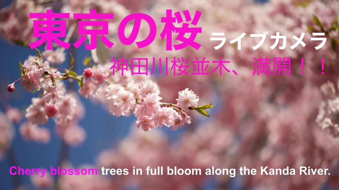 桜、神田川、TOKYO LIVE CAMERA 2,東京ライブカメラ2,  Línea Tokio,  Tokyo Line,  东京现场摄像,  도쿄 라이브 카메라、cherryblossoms