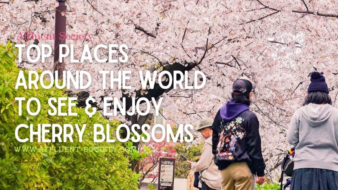 Where Can You See Cherry Blossoms? | Top Destinations to Enjoy Sakura in Spring Around the World