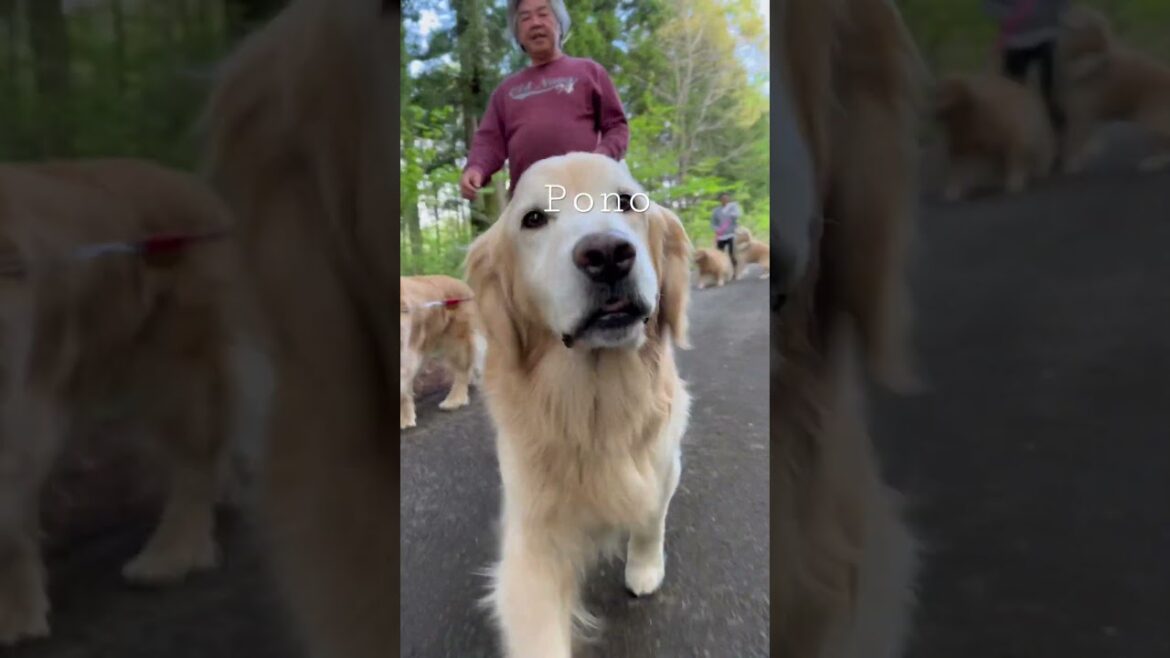 Enough dogs? Kiyosato walk. #dogs #enjoytheday