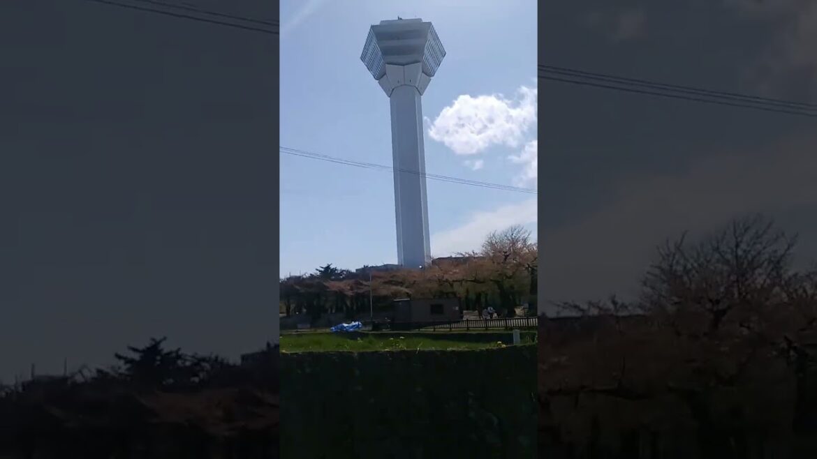 【Hokkaido】Cherry blossoms and cherry blossom viewing at Goryokaku Park in Hakodate City #shorts