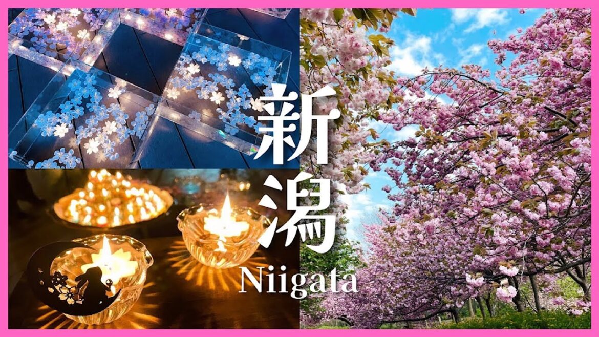 春の新潟旅行🌸満開の八重桜｜白山さまの春まつり｜瓢湖の白鳥［Trip vlog］Sakura Cherry Blossom Spots in NIIGATA JAPAN