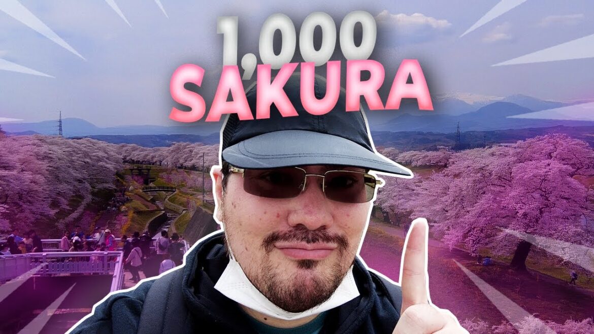 I Went And Saw Over A THOUSAND CHERRY BLOSSOMS!