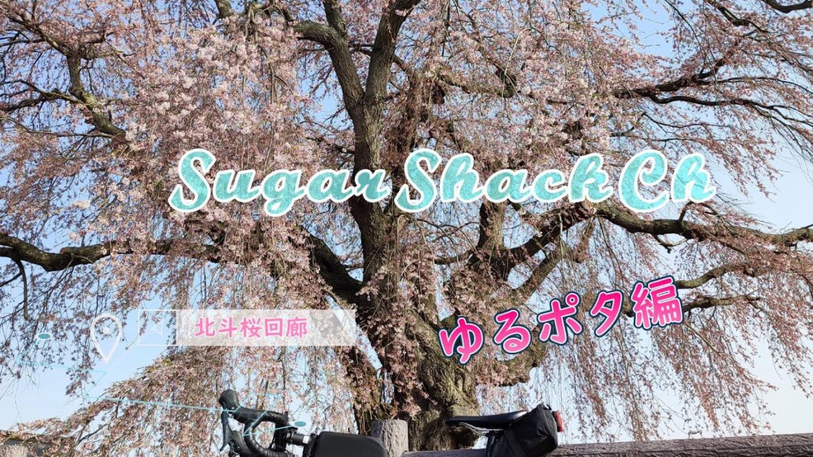 【北海道ロードバイクひとり旅・北斗桜回廊】函館のお隣北斗市の『北斗桜回廊』をゆるぽた。満開の桜を堪能しながら早朝の道道96号線を走る。 【北海道ロードバイクひとり旅・北斗桜回廊】函館のお隣北斗市の『北斗桜回廊』をゆるぽた。満開の桜を堪能しながら早朝の道道96号線を走る。