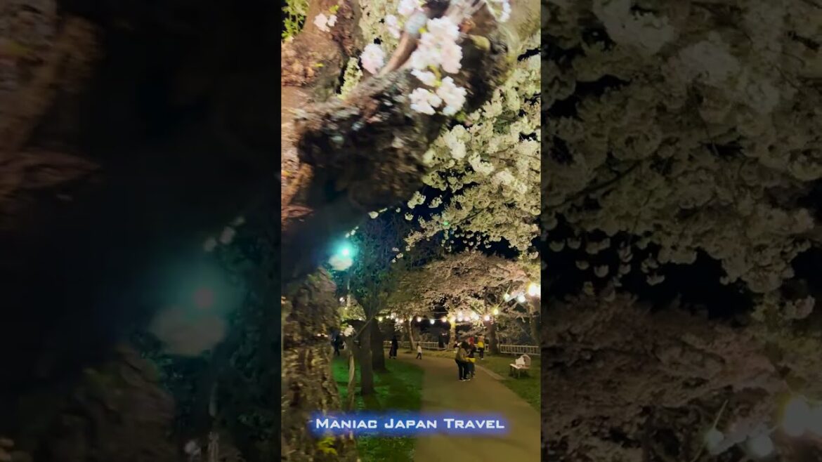 北海道 函館公園の夜桜 2023/04/22 北海道 函館公園の夜桜 2023/04/22