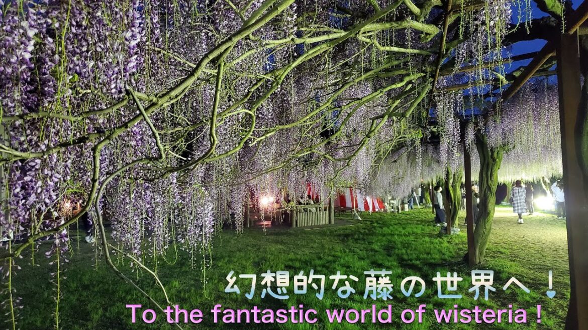 【藤公園の藤棚•ライトアップ】Fantastic wisteria flower light up.2023.4.22.岡山県和気町/幻想的世界へ誘う藤の花/4K HDR walking tour 【藤公園の藤棚•ライトアップ】Fantastic wisteria flower light up.2023.4.22.岡山県和気町/幻想的世界へ誘う藤の花/4K HDR walking tour