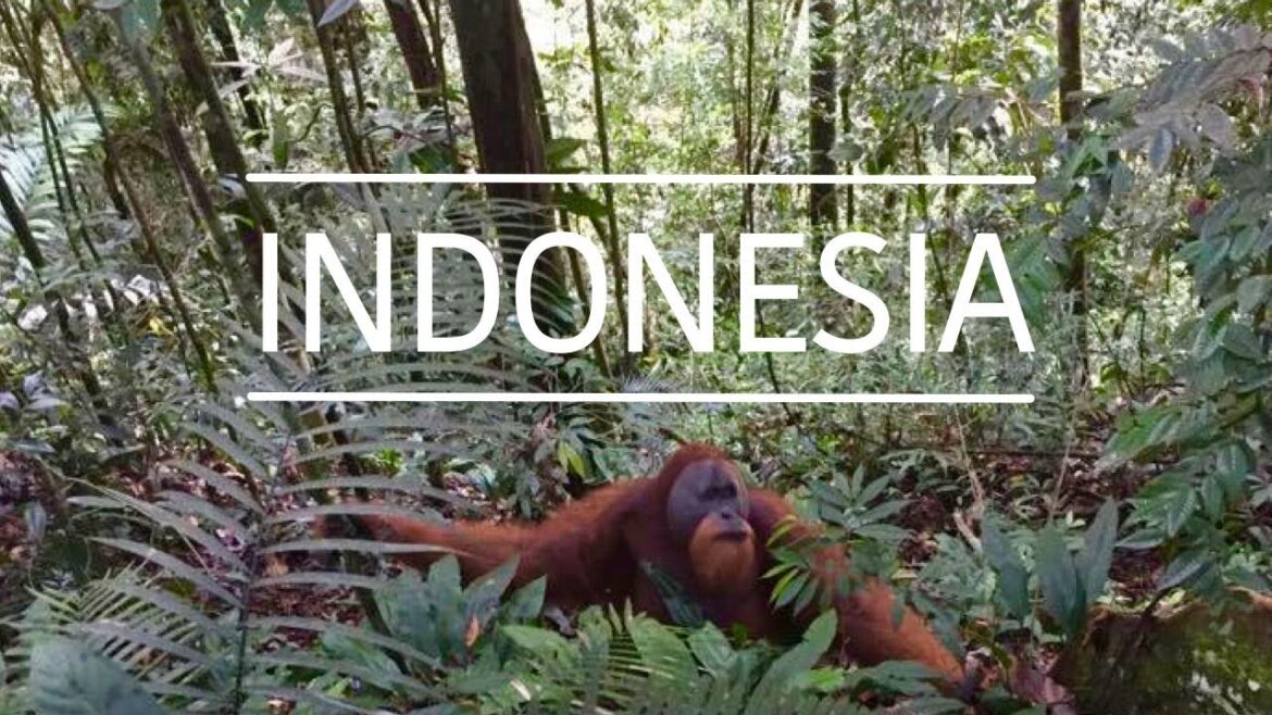 BUKIT LAWANG ORANGUTANG TREK | Travel Vlog #4 BUKIT LAWANG ORANGUTANG TREK | Travel Vlog #4