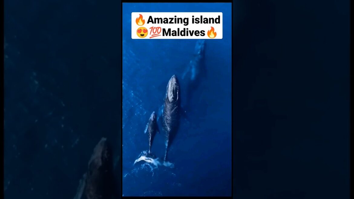 Amazing island maldives 🔥🐬 💯 #shorts #viral #explore Amazing island maldives 🔥🐬 💯 #shorts #viral #explore