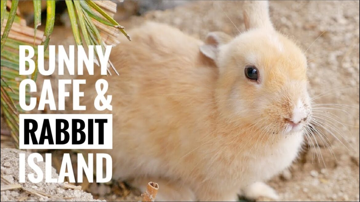 BUNNY CAFE (Tokyo) // RABBIT ISLAND (Okunoshima) BUNNY CAFE (Tokyo) // RABBIT ISLAND (Okunoshima)