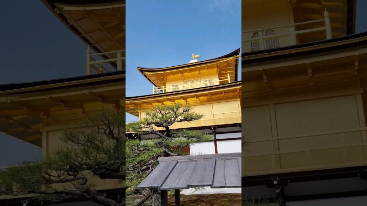 “You Won’t Believe What I Saw at Kinkaku-ji Before the Tourists Arrived… #shorts #goldenpavillion "You Won't Believe What I Saw at Kinkaku-ji Before the Tourists Arrived... #shorts #goldenpavillion