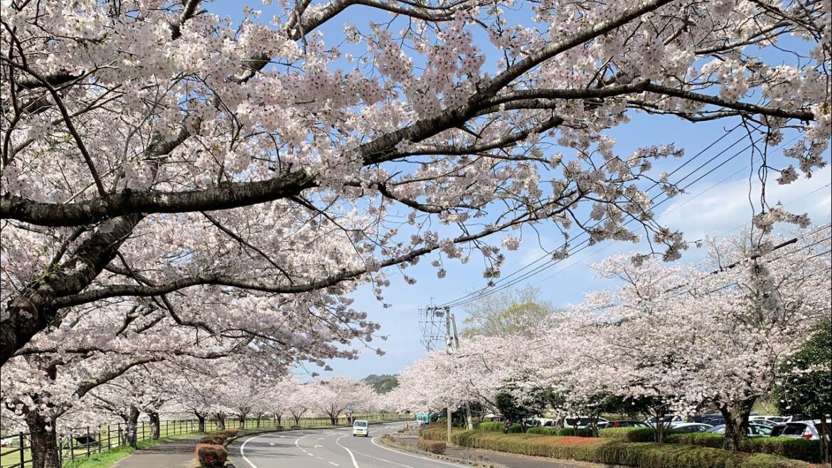 DU LỊCH NHẬT BẢN 2023 MÙA HOA ANH ĐÀO | JAPANESE CHERRY BLOSSOM SAKURA